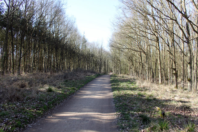 Footpath and cycleroute through woodland