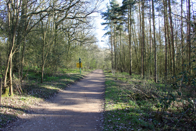 Footpath through woodland