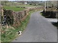 Wee lammie sunning itself on the side of the Close Road