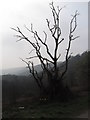 Tree and view down Sirhowy Valley