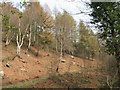 Hillside near Penallta Crags