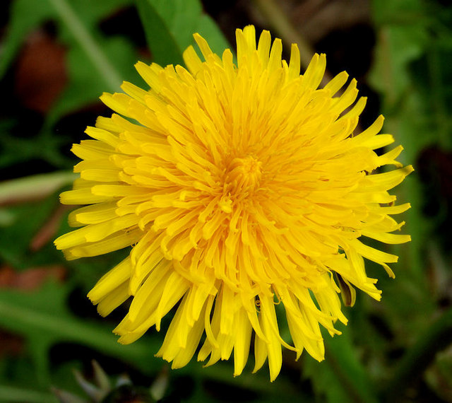 Dandelion, Lisburn © Albert Bridge :: Geograph Britain and Ireland