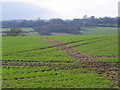 Footpath near Whittonditch