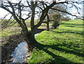 Pedley Brook near Pedley House Farm