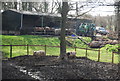 Pigs, Brokes Mill Farm