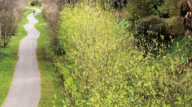 Spring on the Comber Greenway, Belfast  2011 (1)
