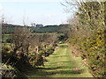 Green lane leading to a ruined church