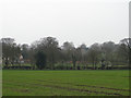 Field of winter wheat, with Marsham church behind the trees