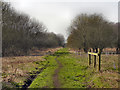 Path into New Moss Wood