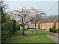 Cherry blossom on Meadow Crescent