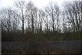 Woodland by the East Coast Main Line south of Darlington South Junction