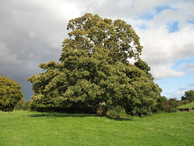 Tree in Hollymount