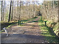 Woodland track,Chopwell Wood