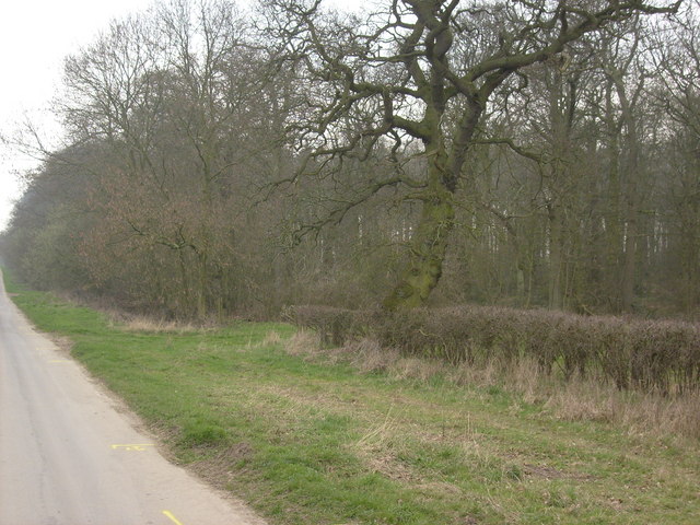 Lockington Wood