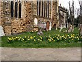 TQ1730 : Daffodils by St Mary's church by Paul Gillett
