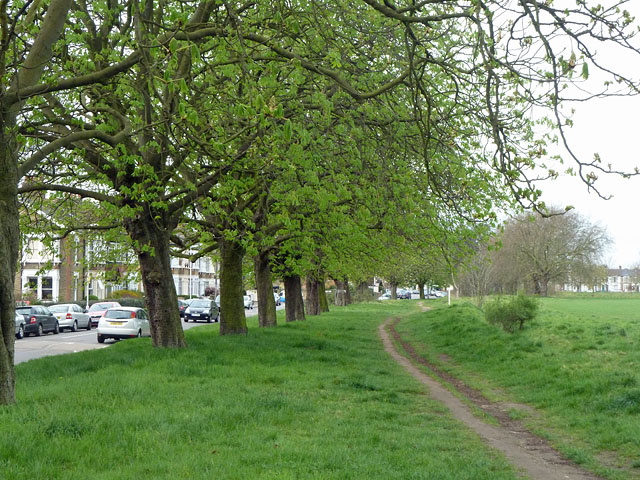 Horse Chestnut trees, Wanstead Flats