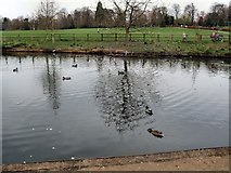 TQ1730 : Horsham Park Pond by Paul Gillett