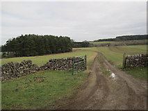 NZ0179 : Unfenced Road leading to Frolic and Capheaton by Les Hull