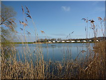 NT6578 : East Lothian Landscape : Seafield Pond, Belhaven by Richard West