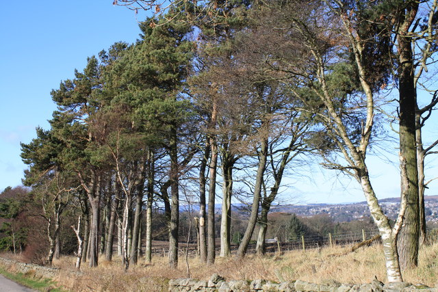 Scots pine beside road