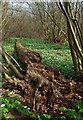 TL8727 : Fallen Tree in Chalkney Wood by Glyn Baker