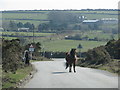 Ponies in the road near Colliford Lake