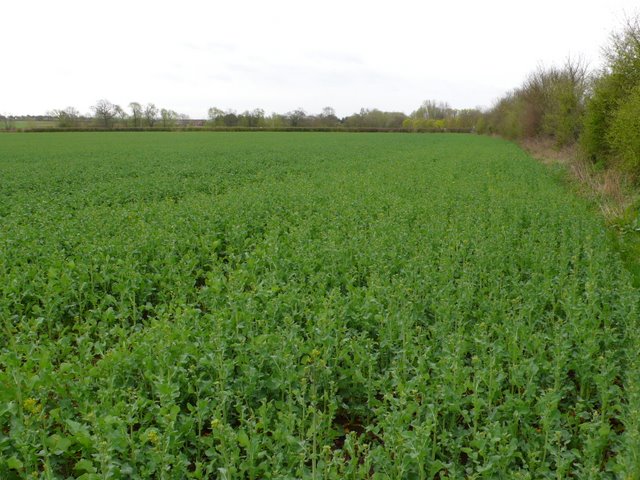 Field of crops near Barford.
