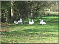 Geese, Crampmoor