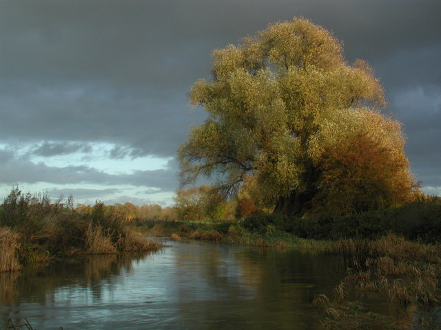 A sunlit Willow on the River Leam near Eathorpe