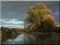 SP3868 : A sunlit Willow on the River Leam near Eathorpe by Greg Fitchett