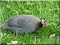 TQ1876 : Guinea fowl in Kew Gardens by Robert Lamb