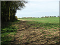 Footpath along a field