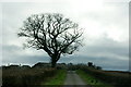 Tree along Linn Road, Stanley