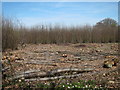 Coppiced woodland in Lade Wood