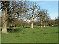 Row of oaks, Knepp Castle parkland