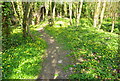 Celandines in a wooded area next to Bysing Wood Road