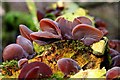 Fungi on a tree