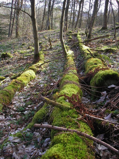 Moss covered Logs, Raelees Wood