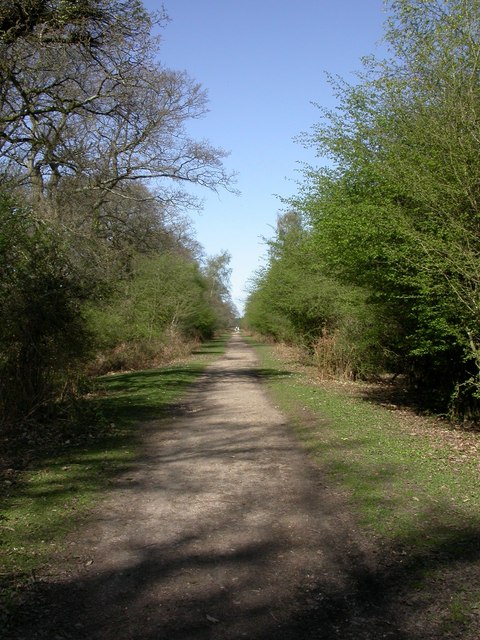 Wilverley Plain, forestry road © Mike Faherty :: Geograph Britain and ...