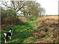 TG0741 : Footpath from Lawn Farm to Salthouse Heath by Evelyn Simak