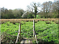 Pastures west of the River Tas, Tharston