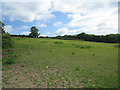 Well grazed field - Tolpuddle