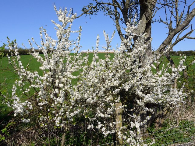 Blackthorn blossom in hedgerow below Lumby Law