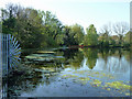 Eagle Pond, Snaresbrook