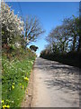 Spring flowers and blossom along the lane to Trelion