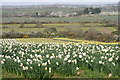 Daffodils at Higher Boscadjack