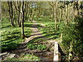 Footbridge in Little Carterhall Wood