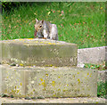 Kitchener Road Cemetery, Great Yarmouth