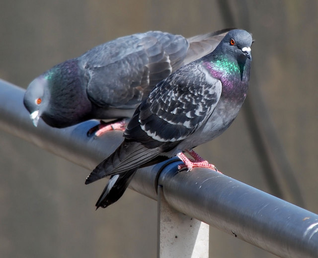 Feral pigeons, Belfast (3)