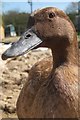 TQ5214 : Duck at Blackberry Farm by Oast House Archive